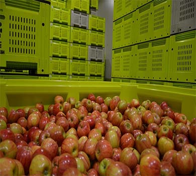 Vegetable Crate Manufacturers in Coimbatore